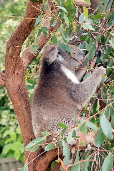 the koala is eating eucalyptus leaves