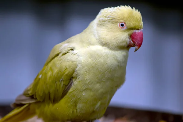 Indian Ring Necked Parakeet Has Red Beak Green Body —  Fotos de Stock