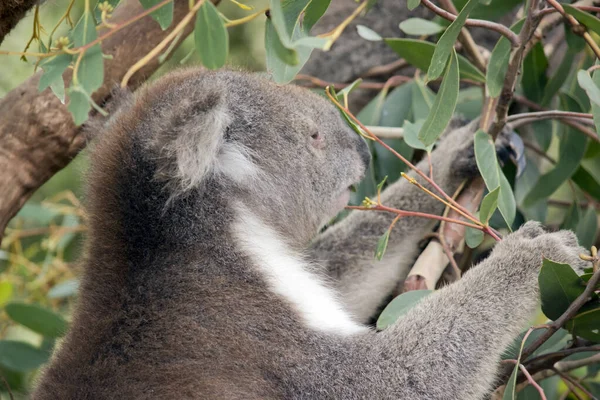 Dit Een Close Van Een Koala Etende Eucalyptus Bladeren — Stockfoto