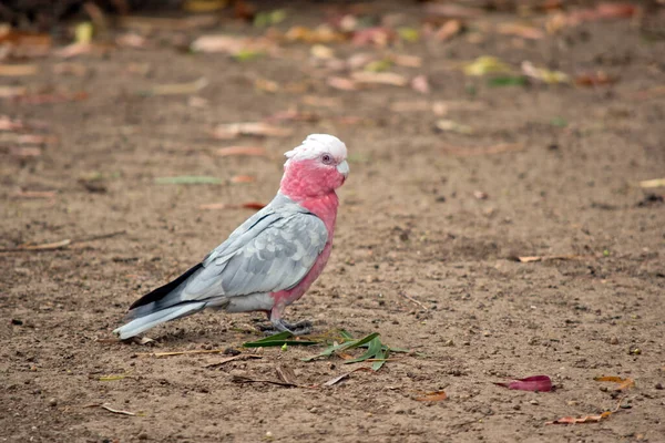 Galah Pink Grey White Bird — Stock Fotó