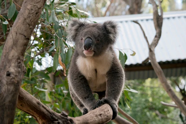 Koala Está Caminando Largo Una Rama Árbol — Foto de Stock