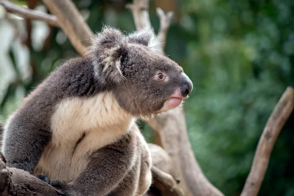 Koala Grey White Marsupial White Fluffy Ears Big Black Nose — Zdjęcie stockowe