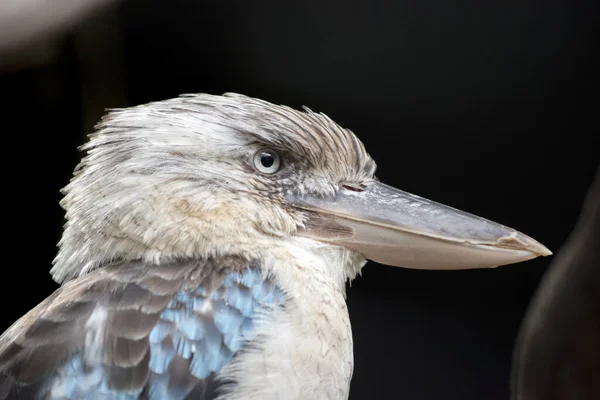 Esta Una Vista Lateral Kookaburra Alado Azul —  Fotos de Stock