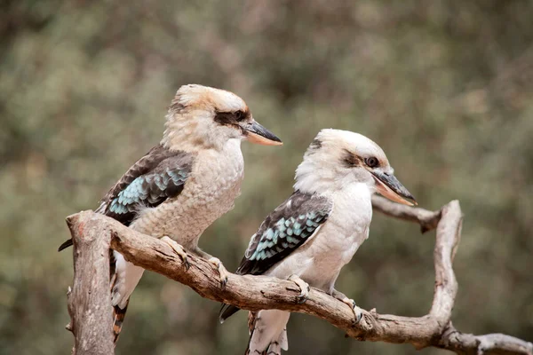 Hay Dos Kookaburras Sentados Una Rama — Foto de Stock