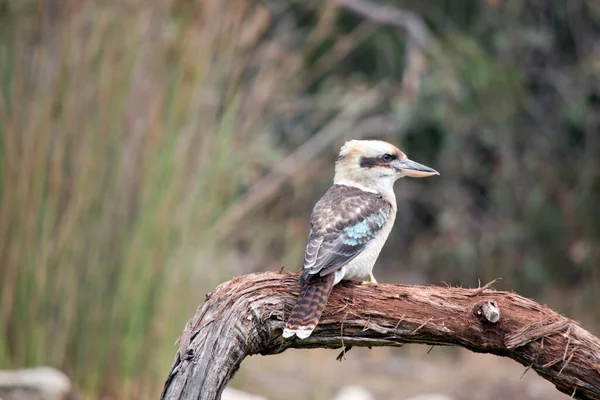 Kookaburra Perched Branch — Stock fotografie