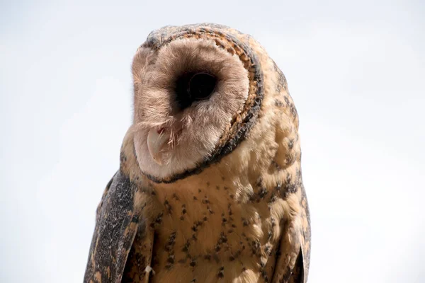 Close Lesser Sooty Owl Dark Medium Sized Barn Owl Ear — стоковое фото