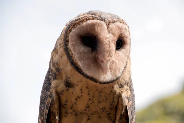 Lesser Sooty Owl Dark Medium Sized Barn Owl Ear Tufts — Stock Photo, Image