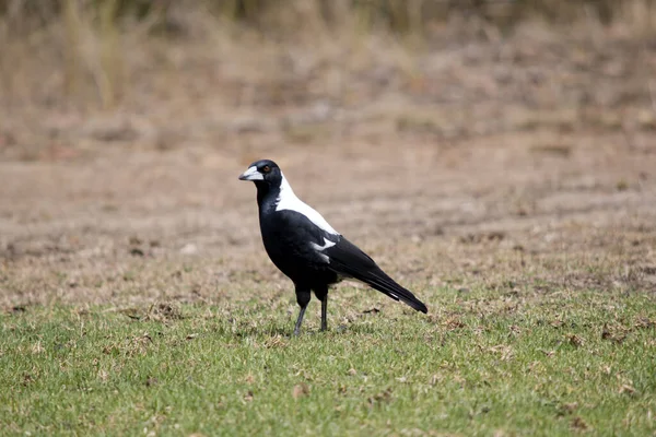 Magpie Looking Insects Eat Grass —  Fotos de Stock