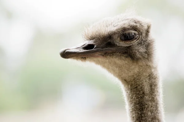 Side View Male Ostrich — Stock Photo, Image