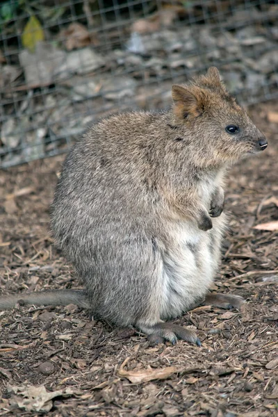 Tatlı kuokka arka ayakları üzerinde duruyor.