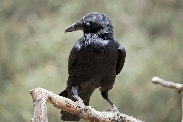 Cuervo Australiano Pájaro Negro Encaramado Una Rama — Foto de Stock
