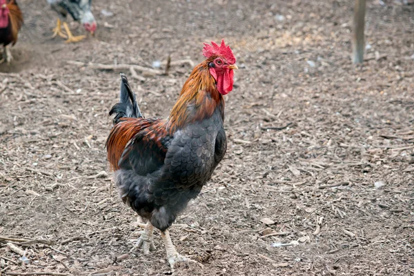 Der Hahn Hat Eine Längere Schwanzfeder Als Ein Huhn — Stockfoto