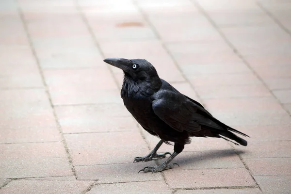 Australian Raven Walking Paving Stones — стоковое фото