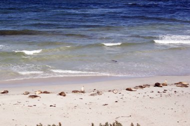 Fok Koyu 'nda yüzlerce deniz aslanı günlerce okyanusta dinlenmek için sahilde toplanır.