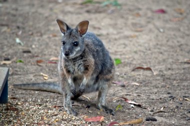 Tammar valabisi gri ve bronzdur, beyaz yanak şeritleri ve siyah pençeleri vardır.