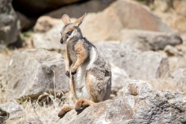 Sarı ayaklı kaya valabisi gri, bronz ve siyah pençeli beyazdır.
