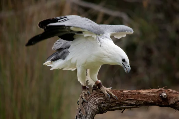 White Bellied Sea Eagle Also Known White Breasted Sea Eagle — Stockfoto