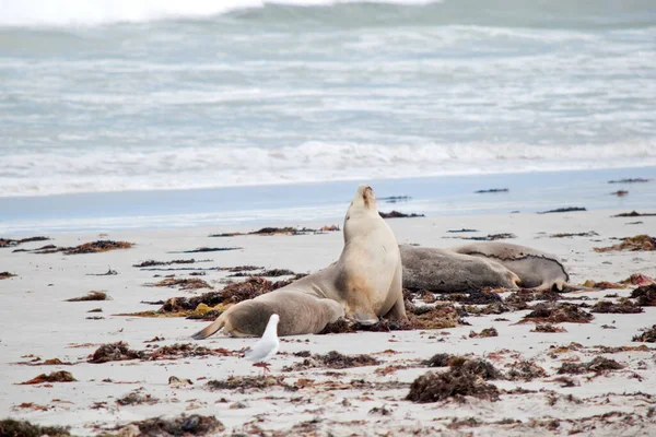 Sea Lions Characterized External Ear Flaps Long Foreflippers Ability Walk — Photo