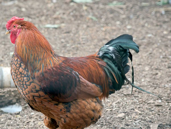 Side View Brown Rooster — Stock Fotó