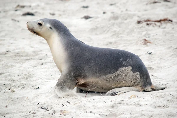 Der Seelöwenwelpe Sucht Seine Mutter — Stockfoto