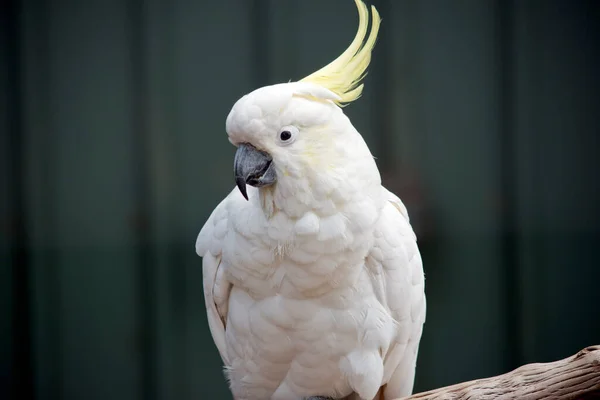 Sulphur Crested Cockatoo Has White Body Yellow Crest Black Beak — Stockfoto