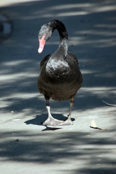 Czarny Łabędź Jest Czarnym Ptakiem Wodnym Czerwonym Dziobem Białym Paskiem — Zdjęcie stockowe