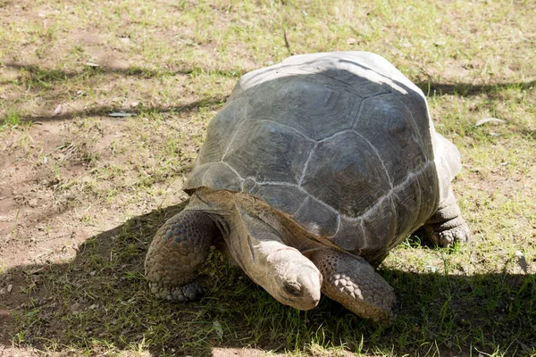 Sköldpaddan Går Gräset — Stockfoto