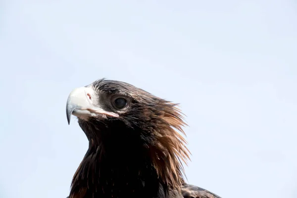楔形尾鹰是一种褐色的鸟 随着它的年龄的增长 它的羽毛变暗变黑了 他是个大猛禽 — 图库照片
