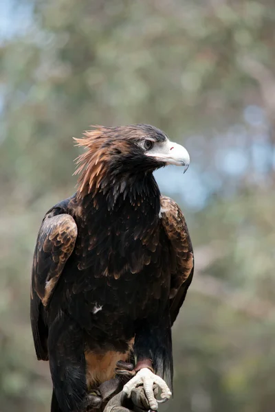 Wedge Tail Eagle Has Brown Black Feathers Darker Feathers Older — Stock Photo, Image