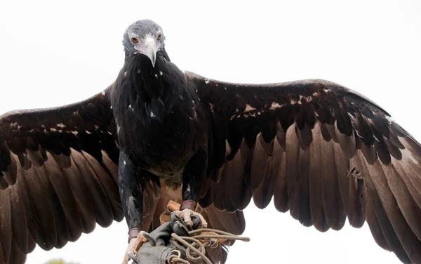 Wigstaartarend Bruin Hoe Ouder Vogel Hoe Donkerder Hun Veren Bruin — Stockfoto