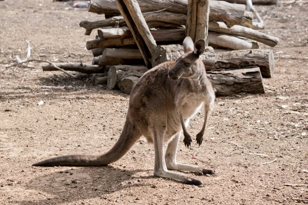 Western Grey Kangaroo Always Alert Danger — Fotografia de Stock