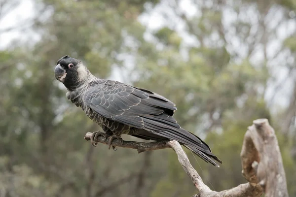 Cacatúa Negra Cola Blanca Tiene Plumas Negras Con Blanco Los — Foto de Stock