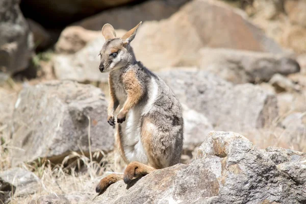 Sarı ayaklı kaya valabisi gri, bronz ve siyah pençeli beyazdır.