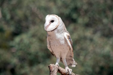 Baykuşun kalp şeklinde beyaz bir kafası, beyaz bir vücudu, kahverengi benekleri ve kahverengi kanatları vardır.