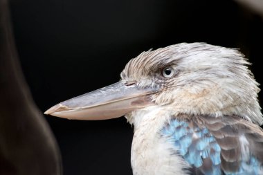 Bu bir mavi kanatlı ahmak yan görünümüdür