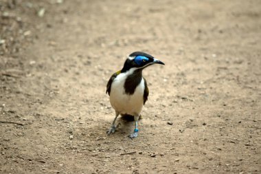 Mavi yüzlü Honeyater 'ın siyah bir yüzü, mavi gözleri, yeşil kanatları ve beyaz bir vücudu vardır.