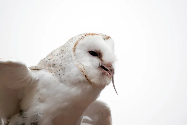 Die Schleiereule Ist Eine Mittelgroße Blasse Eule Mit Langen Flügeln — Stockfoto