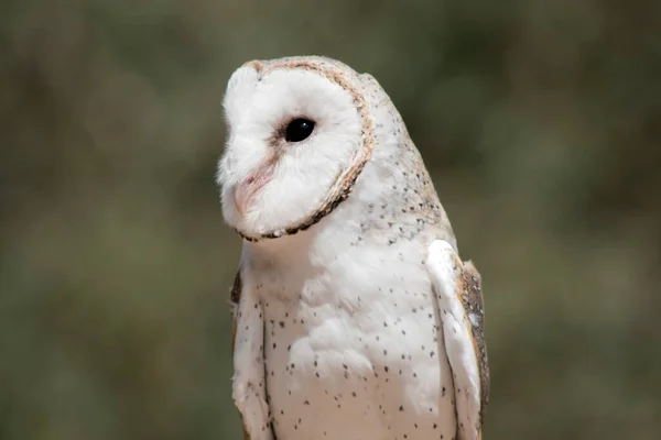 Baykuşun Kalp Şeklinde Beyaz Bir Kafası Beyaz Bir Vücudu Kahverengi — Stok fotoğraf