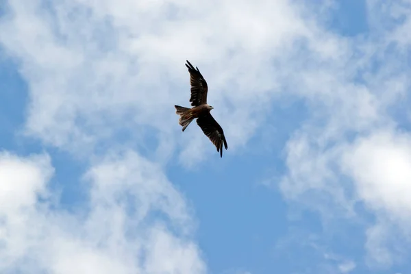Black Kite Passing Head — ストック写真