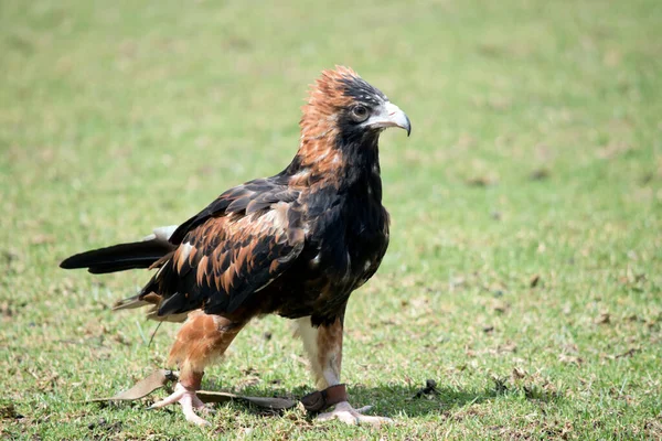 Black Breasted Buzzard Mottled Brown Black Feathers Brown Feathers Back — Stock Photo, Image