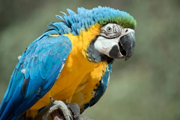 青と黄色のマコーは 青と金のマコーとしても知られており その頭の上に緑のグラデーションの色合いで 主に青の上の部分と薄いオレンジの下の部分を持つ大規模な南アメリカのオウムです — ストック写真