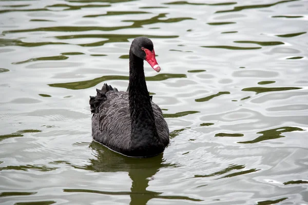 the black swan has a red beak with a white stripe, it has red eyes and its feathers are mainly black