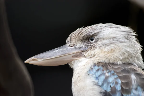 Esta Una Vista Lateral Kookaburra Alado Azul —  Fotos de Stock