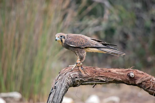 Brown Falcon Perched Branch — Fotografia de Stock