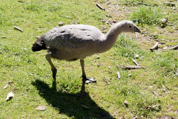 Young Cape Barren Goose Eating Grass — 图库照片