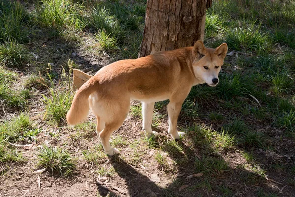Gouden Dingo Een Goudbruine Hond Die Door Outback Zwerft Een — Stockfoto