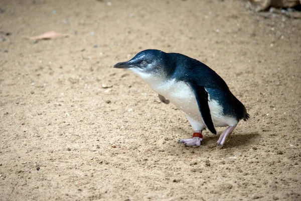 Pingüino Hada Negro Parte Superior Cuerpo Blanco Por Debajo — Foto de Stock