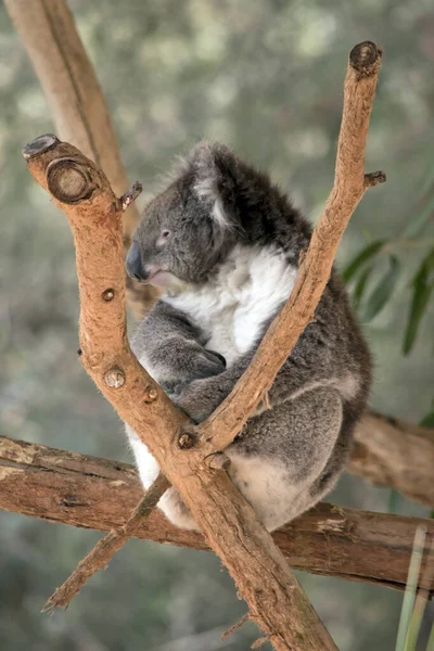 Koala Est Marsupial Qui Mange Des Feuilles Gomme — Photo