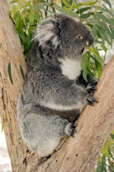 Koala Est Fourche Arbre Mangeant Des Feuilles Gomme — Photo