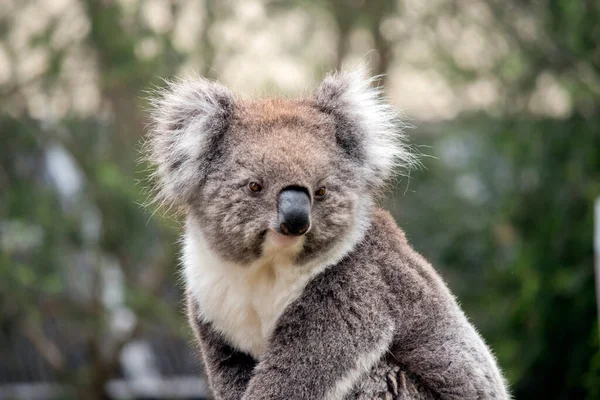 Est Gros Plan Koala — Photo